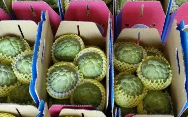 云南种释迦果的基地在哪里啊_湖南释迦果种植技术_湖南能种释迦果树吗