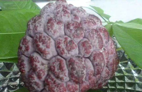 湖南释迦果种植技术_湖南能种释迦果树吗_云南种释迦果的基地在哪里啊