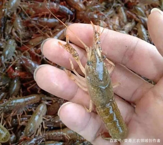 老虾农的养殖技术_致富经老陈一年养出六茬虾_致富经养殖虾