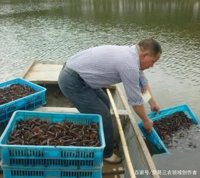 致富经养殖虾_致富经老陈一年养出六茬虾_老虾农的养殖技术