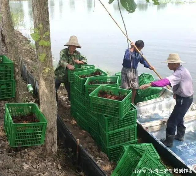 致富经老陈一年养出六茬虾_老虾农的养殖技术_致富经养殖虾