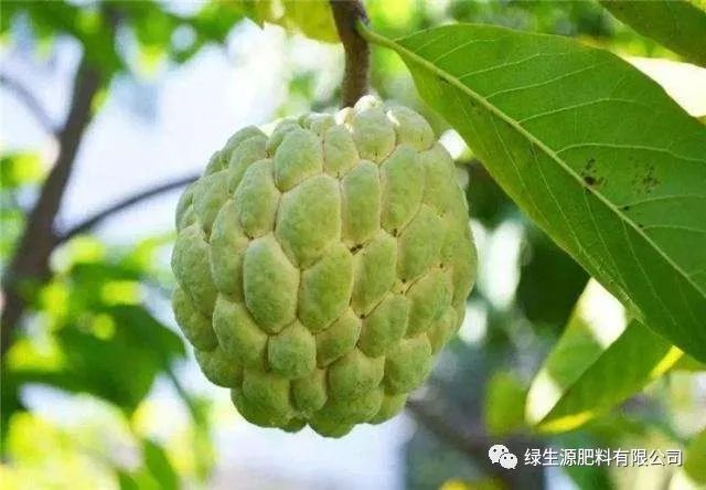 湖南释迦果种植技术_湖南能种释迦果树吗_海南释迦果亩产多少斤