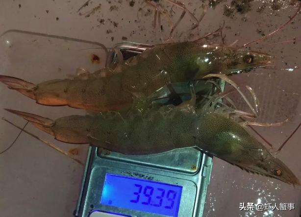 水产养殖，不用药也能养出好虾！看年入200万的他如何两年都赚钱
