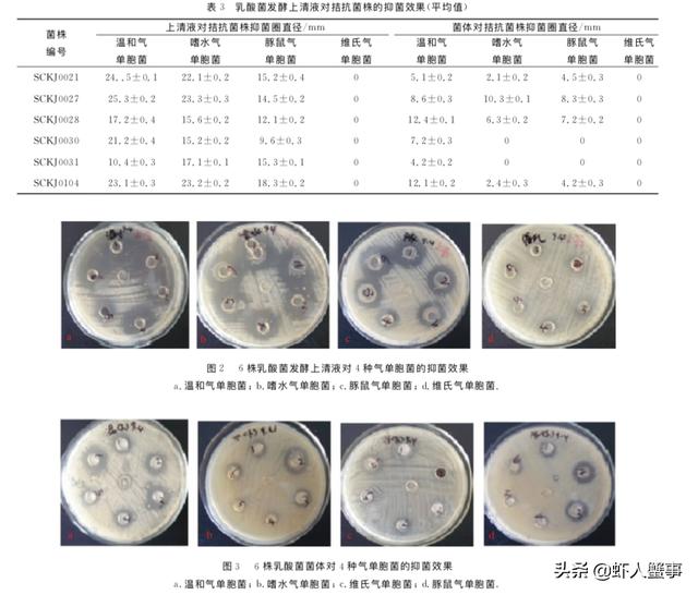 水产养殖，不用药也能养出好虾！看年入200万的他如何两年都赚钱