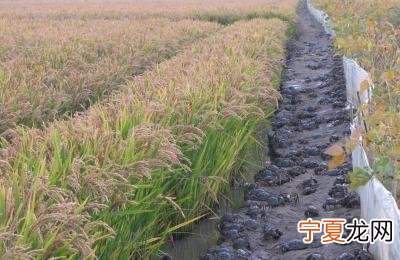 2021养殖业什么最赚钱农村 明年农村养殖业养什么好
