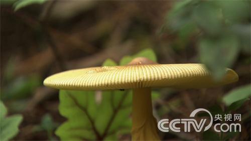 [致富经]野生菌，被突来的噩耗逼进深山(20151109)