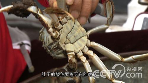 [致富经]千万财富从发现螃蟹的“脸”起步(20151221)