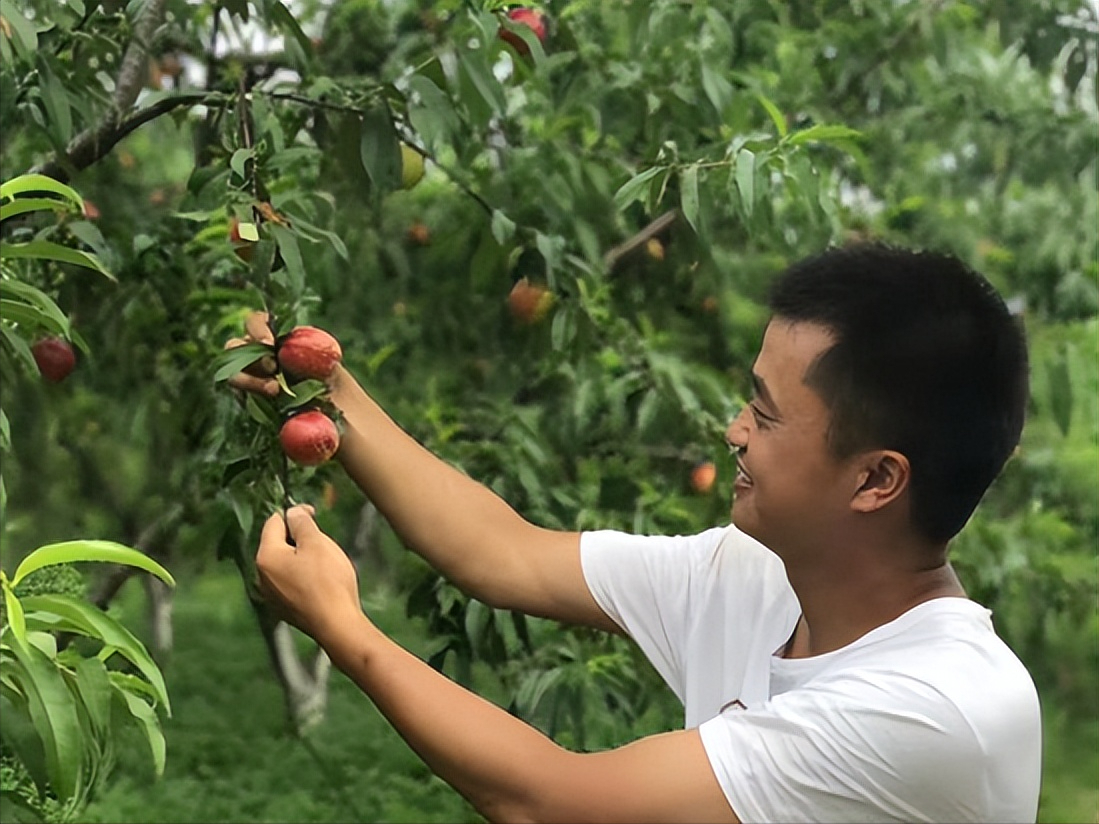 旌德新农人：种下致富果，走上致富路