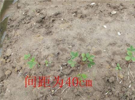 种植草莓技术教程视频_种植草莓技术要点_草莓种植(技术