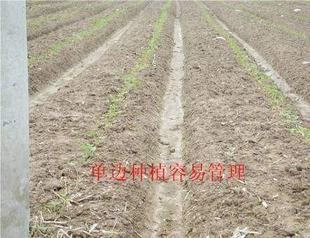 种植草莓技术教程视频_种植草莓技术要点_草莓种植(技术