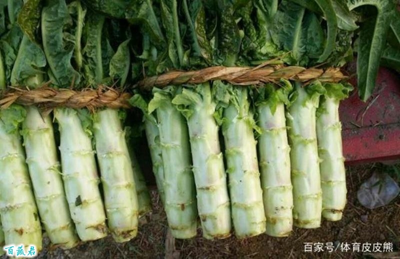 莴笋种植技术：教你该如何种植出又大又好的莴笋