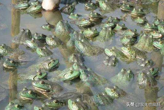 致富养殖牛蛙技术培训_致富经牛蛙的养殖技术_牛蛙养殖致富经