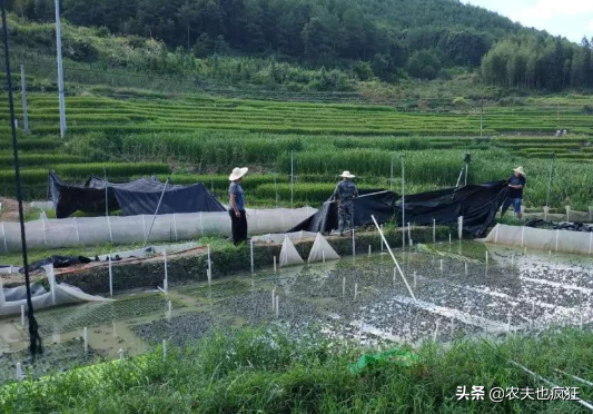 致富经牛蛙的养殖技术_致富养殖牛蛙技术培训_牛蛙养殖致富经
