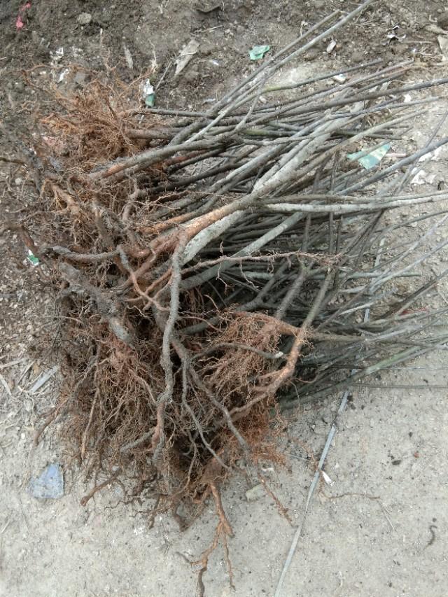 白芨的栽培种植技术_白芨种植技术和栽培要点_栽培种植技术白芨视频