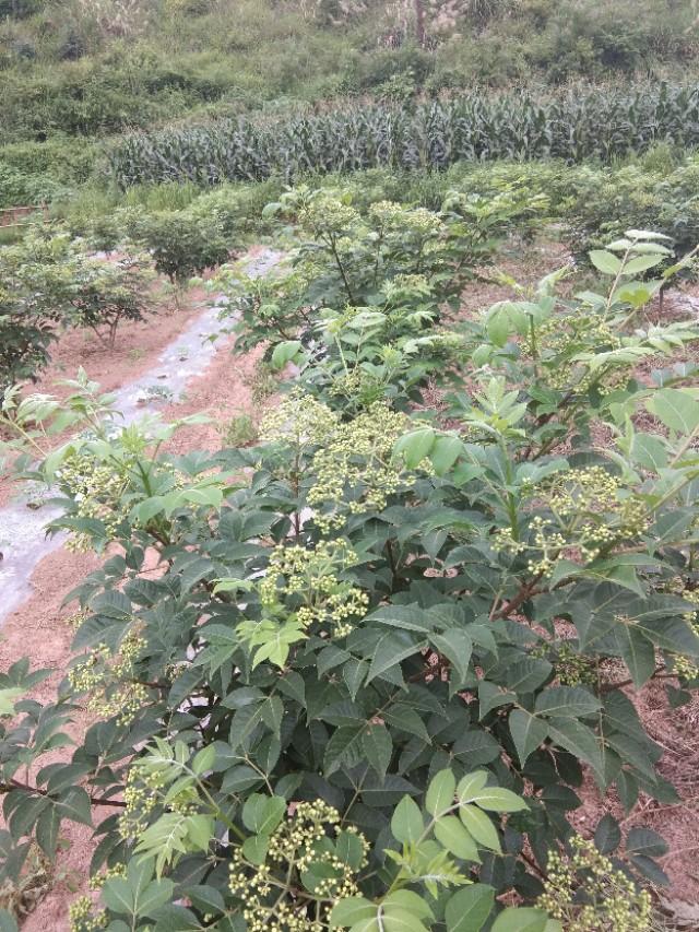 白芨种植技术和栽培要点_白芨的栽培种植技术_栽培种植技术白芨视频