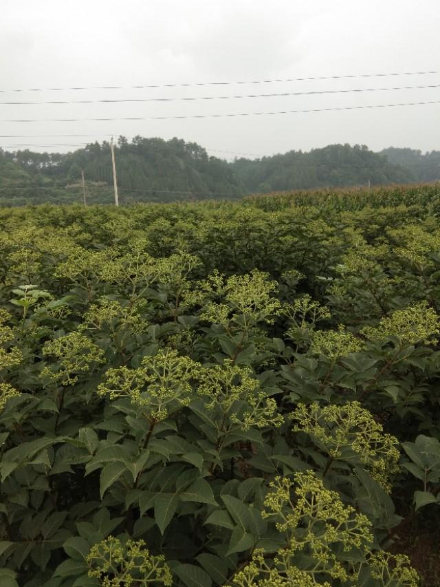 栽培种植技术白芨视频_白芨的栽培种植技术_白芨种植技术和栽培要点