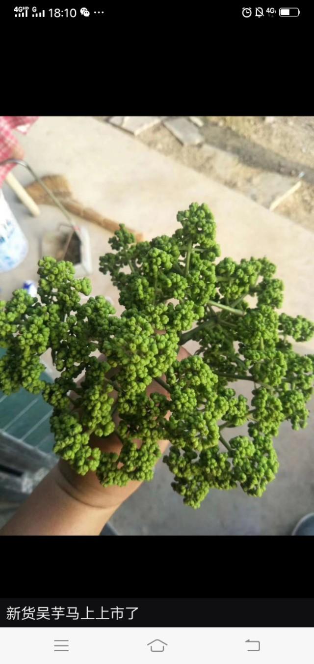 白芨的栽培种植技术_栽培种植技术白芨视频_白芨种植技术和栽培要点