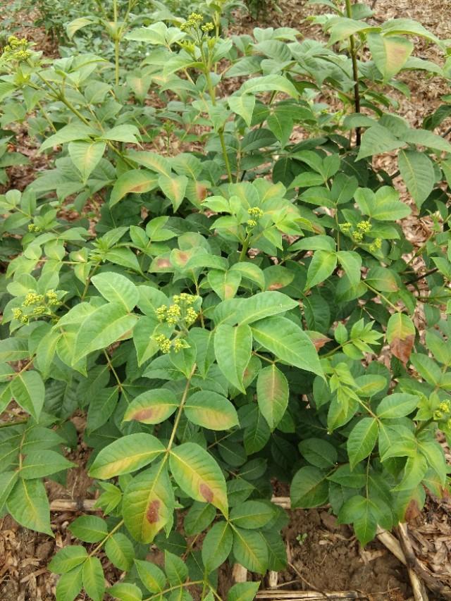 白芨的栽培种植技术_栽培种植技术白芨视频_白芨种植技术和栽培要点