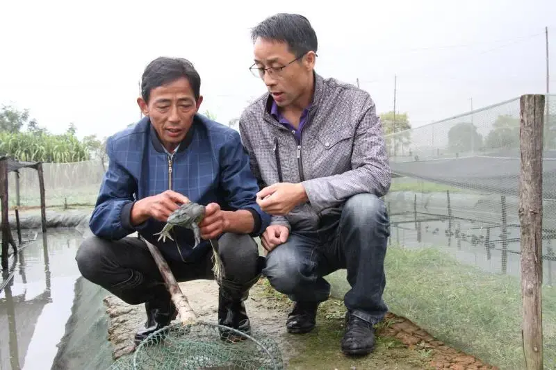 牛蛙养殖致富经_养殖牛蛙技术视频_致富经牛蛙的养殖技术