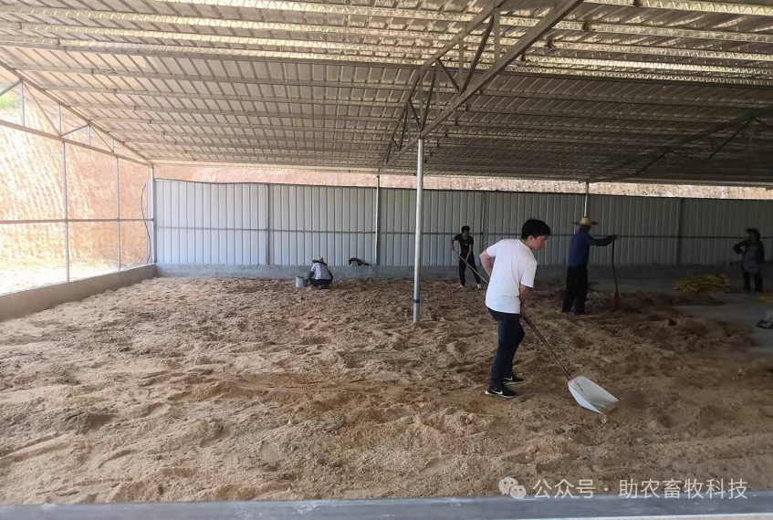 柴鸡养殖视频_柴鸡养殖技术成本_养殖柴鸡需要些什么手续