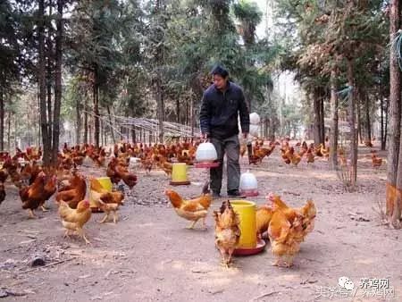 买鸡的如此不信任养鸡户，你们要想赚钱太简单了