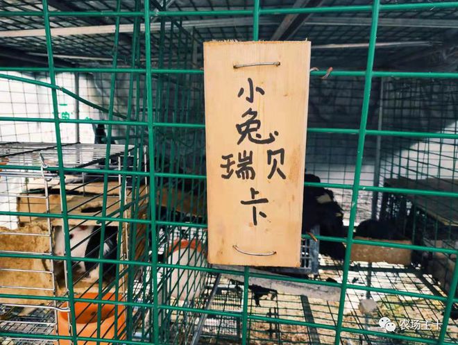 致富经巨型南瓜_巨型致富南瓜图片_致富经南瓜种植视频