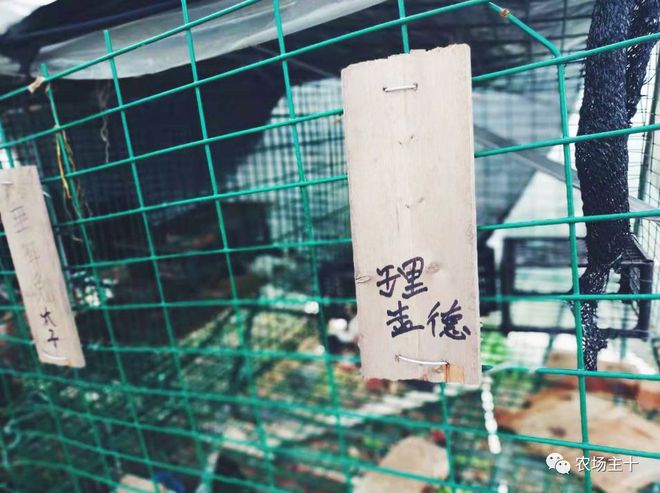 巨型致富南瓜图片_致富经巨型南瓜_致富经南瓜种植视频