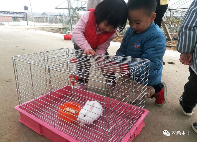 致富经巨型南瓜_巨型致富南瓜图片_致富经南瓜种植视频