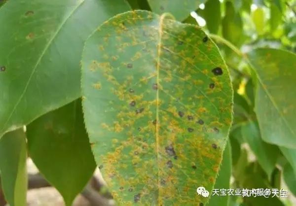 梨树叶片斑点，皱缩到底啥问题？