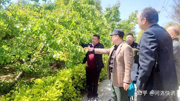 主干种植梨树技术要点_主干梨树种植技术_主干种植梨树技术有哪些