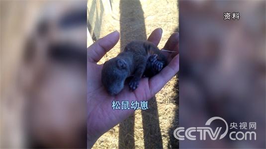 [致富经]爱上松鼠的“痴汉”(20150320)