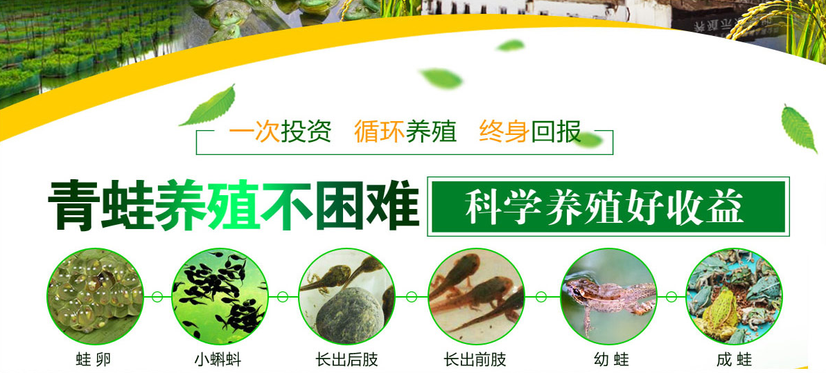 养殖青蛙技术_养殖青蛙技术_养殖青蛙技术