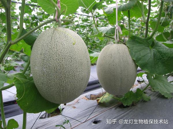 养殖泥鳅育苗技术要点_泥鳅养殖技术育苗_养殖泥鳅育苗技术与管理