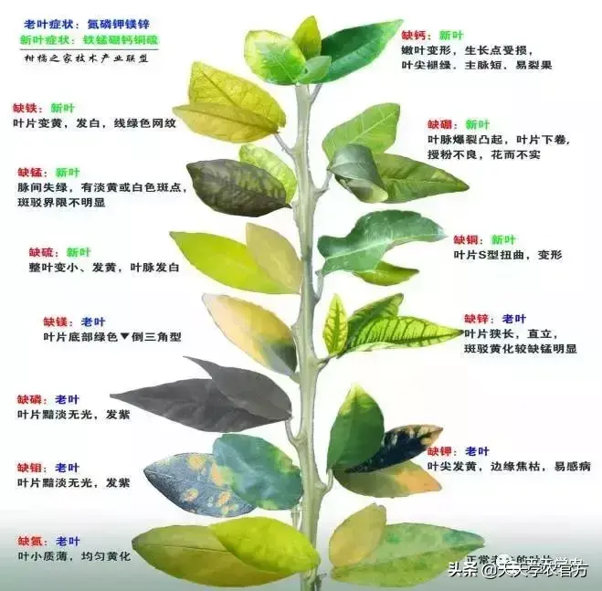 蜜桔的种植_蜜桔种植技术视频_蜜桔栽培技术