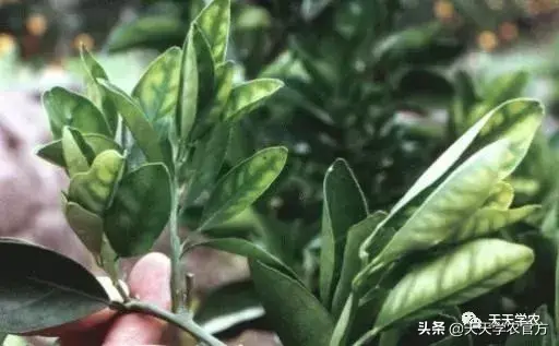 蜜桔种植技术视频_蜜桔栽培技术_蜜桔的种植
