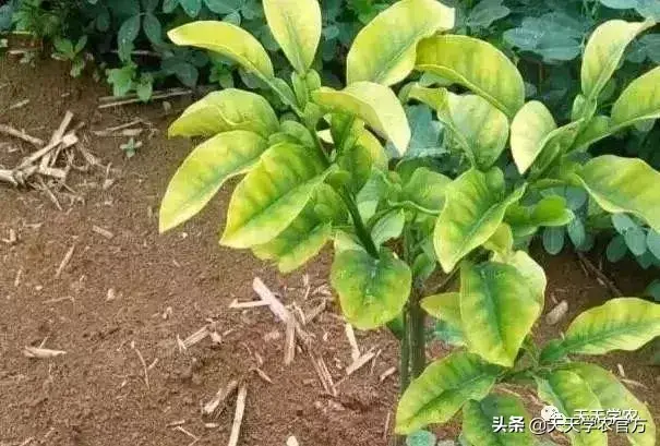蜜桔的种植_蜜桔种植技术视频_蜜桔栽培技术
