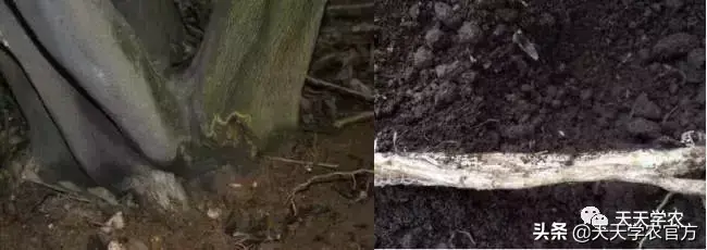 蜜桔栽培技术_蜜桔种植技术视频_蜜桔的种植