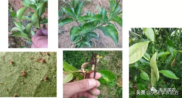 蜜桔的种植_蜜桔种植技术视频_蜜桔栽培技术