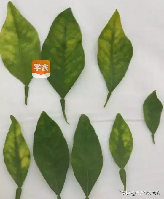 蜜桔的种植_蜜桔种植技术视频_蜜桔栽培技术