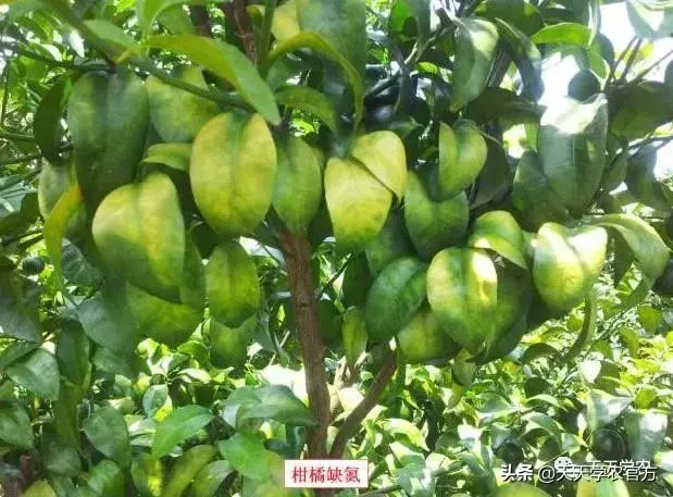 蜜桔的种植_蜜桔栽培技术_蜜桔种植技术视频