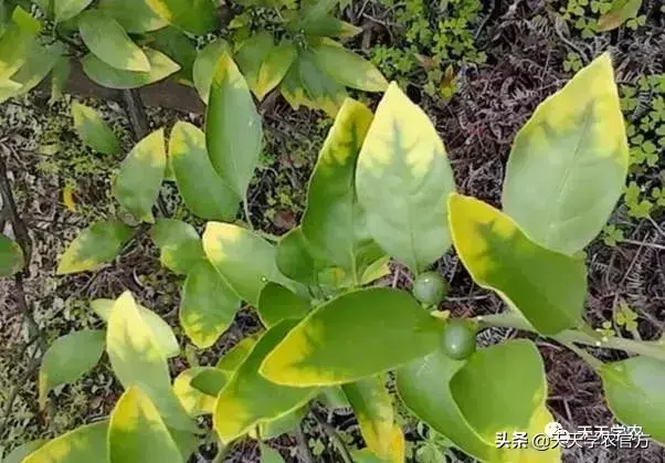 蜜桔种植技术视频_蜜桔栽培技术_蜜桔的种植