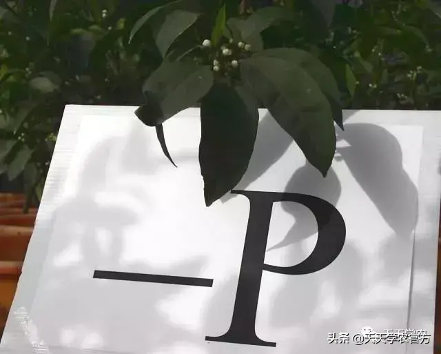 蜜桔的种植_蜜桔栽培技术_蜜桔种植技术视频
