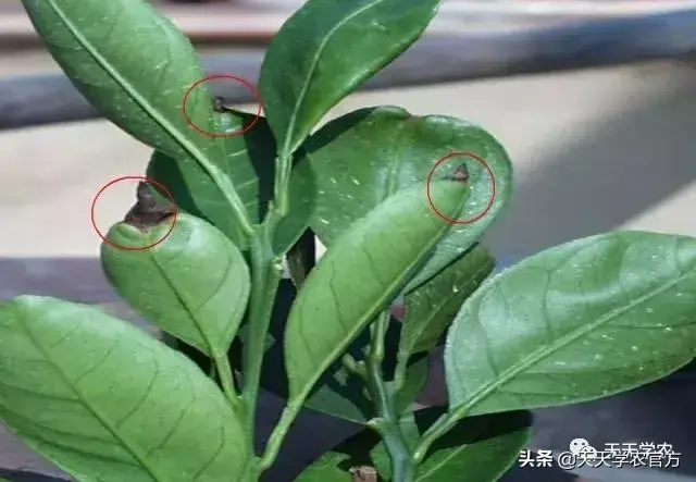 蜜桔的种植_蜜桔栽培技术_蜜桔种植技术视频