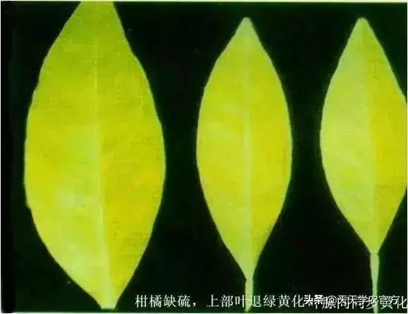 蜜桔的种植_蜜桔栽培技术_蜜桔种植技术视频