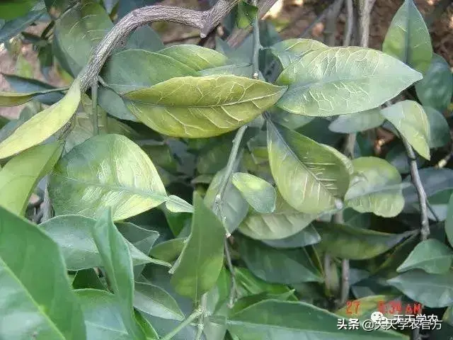 蜜桔栽培技术_蜜桔的种植_蜜桔种植技术视频