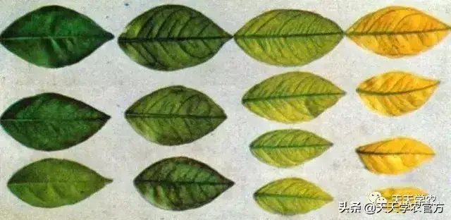 蜜桔种植技术视频_蜜桔的种植_蜜桔栽培技术