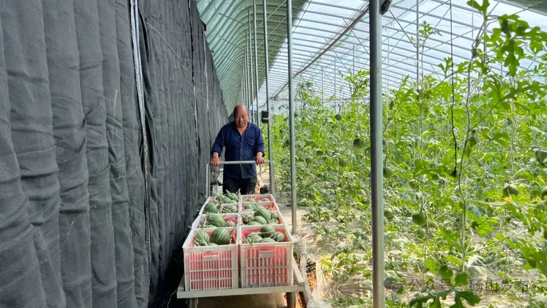 西瓜种植效益_种植西瓜增收致富_西瓜种植铺就致富路