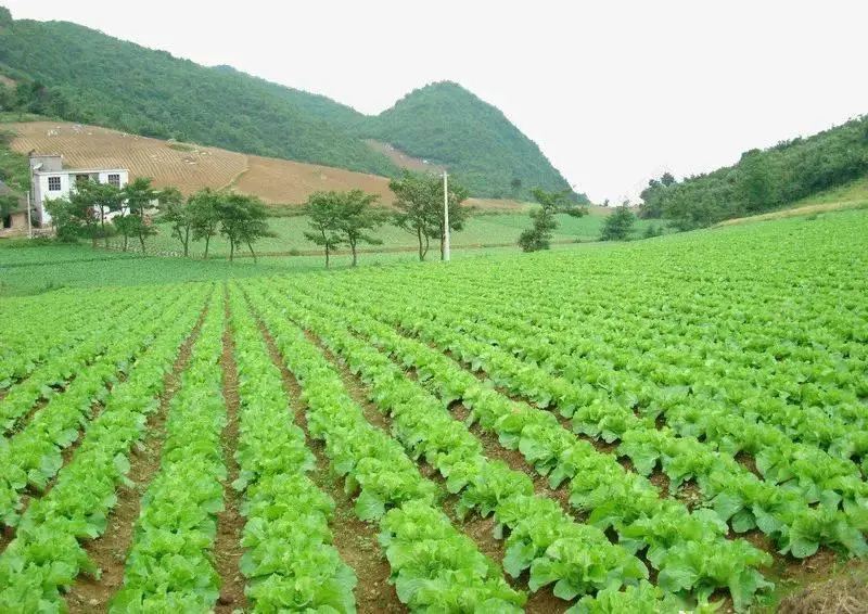 棉花养殖技术规程_棉花养殖技术_棉花养殖条件