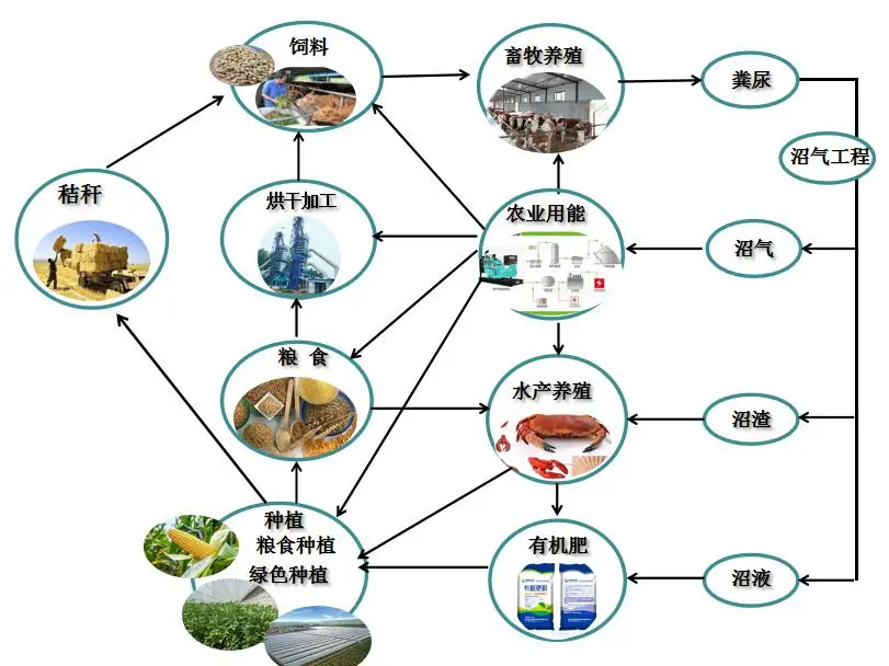 棉花养殖技术规程_棉花养殖条件_棉花养殖技术