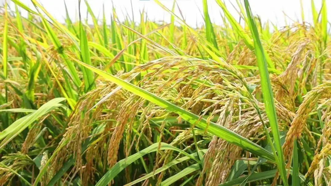 棉花养殖技术规程_棉花养殖条件_棉花养殖技术